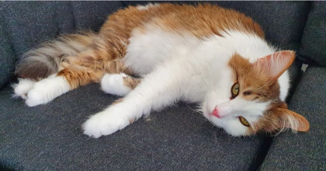 Sibirisk katt Alekto